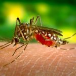 Mosquito-borne diseases has threaten World